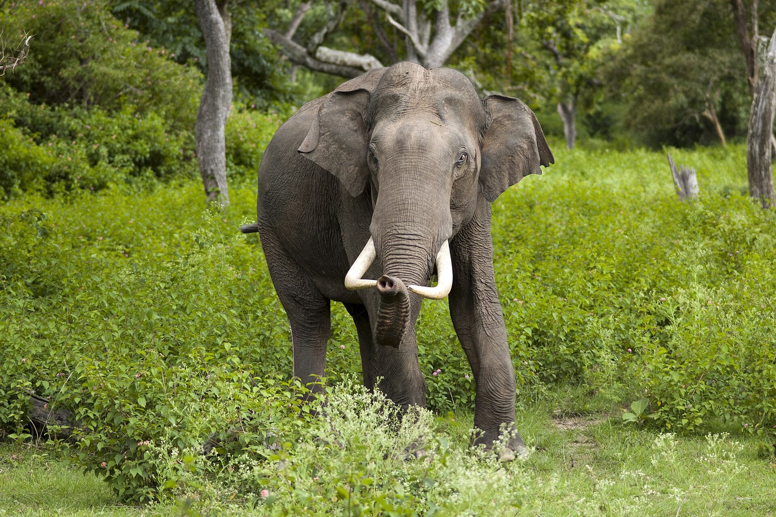 Gajah Sulong 100km rentas Banjaran Titiwangsa pulang ke Gua Musang