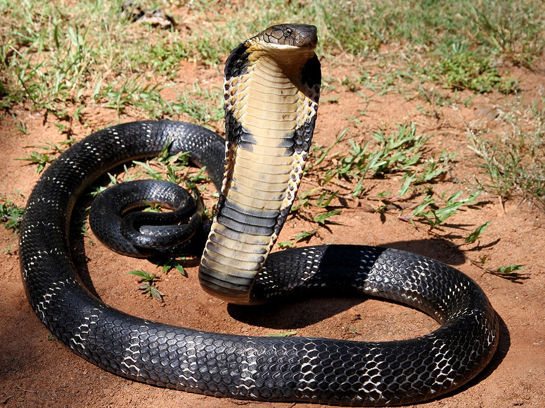 King cobra eram 25 telur di bawah rumah pasangan suami isteri di Demak
