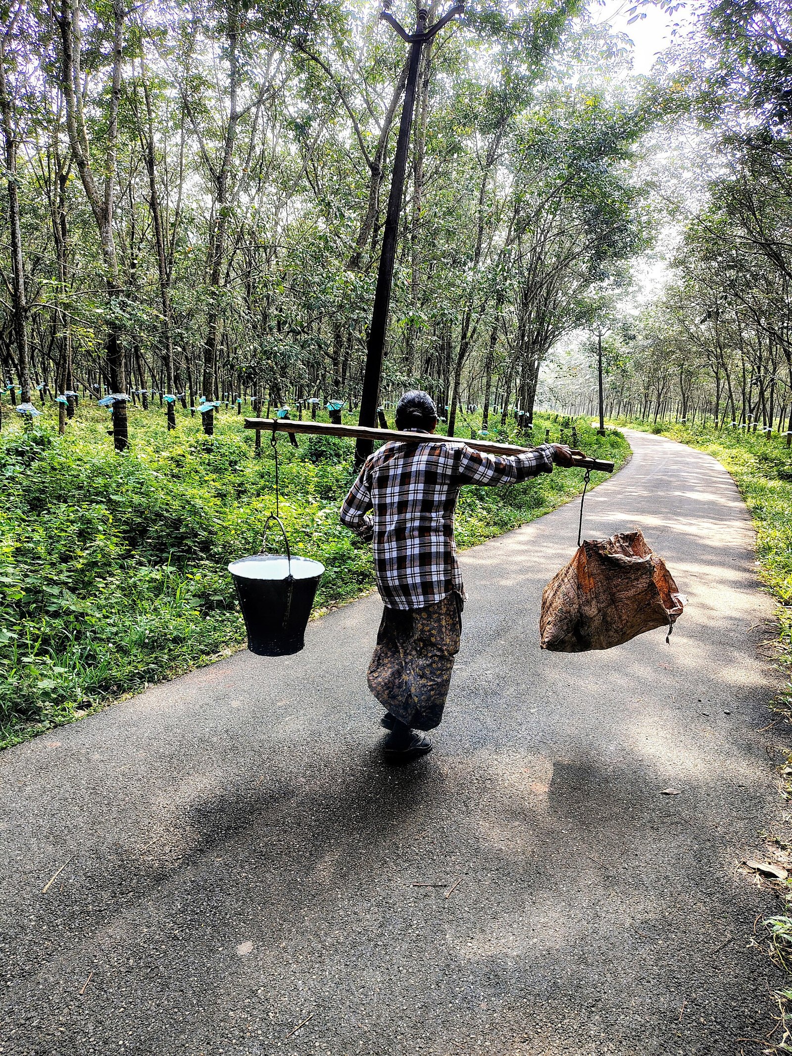 Indonesian rubber growers switch to oil palm as output slides to 2 million tonnes