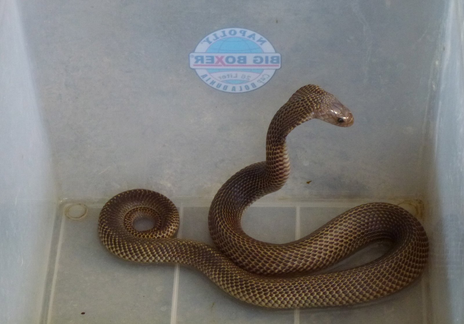 Cobra found with kitchen knife piercing through its stomach