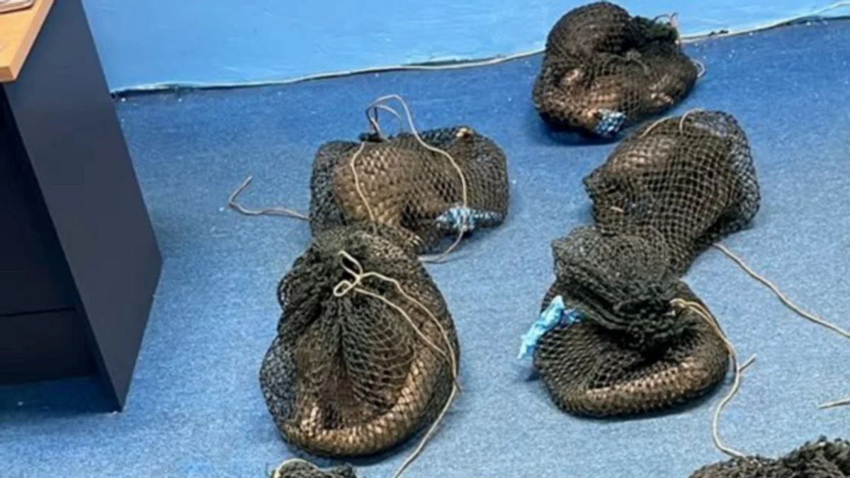 Filipino Man Held for Smuggling 10 Pangolins and Elephant Ivory in Sabah Wildlife Raid