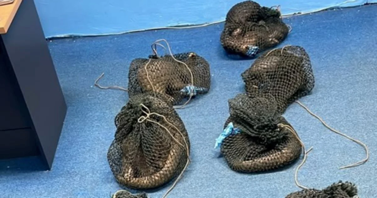 Filipino Man Held for Smuggling 10 Pangolins and Elephant Ivory in Sabah Wildlife Raid