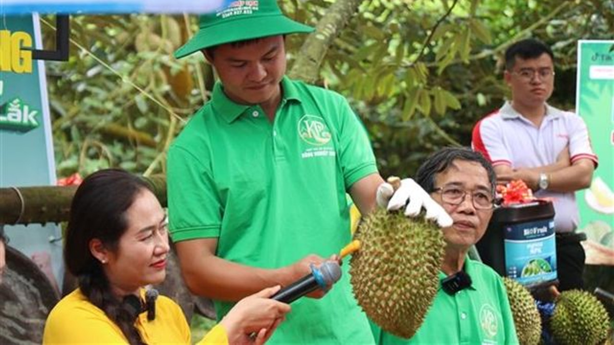 Vietnam's Durian Export Machine Faces Reckoning Over Certification Fraud