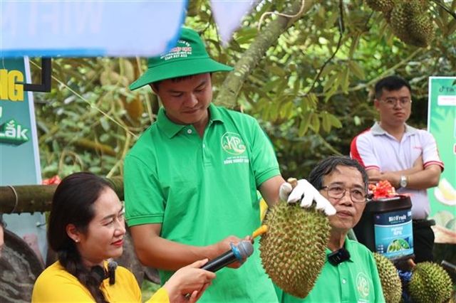 Vietnam's Durian Export Machine Faces Reckoning Over Certification Fraud