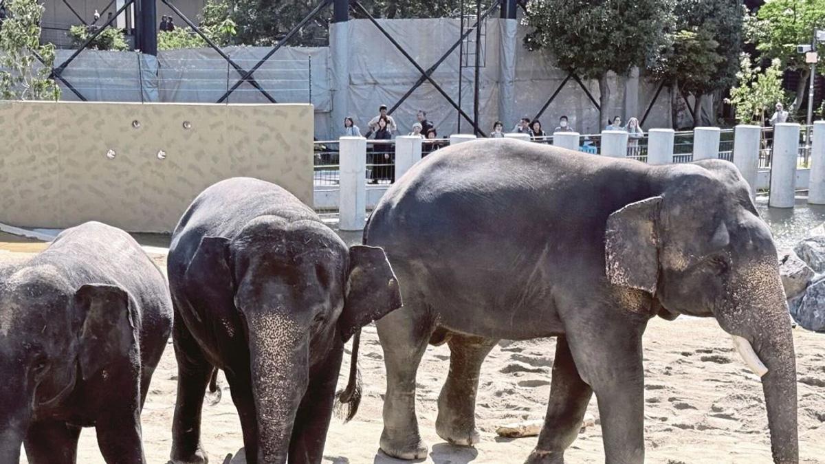 MACC Opens Inquiry Into Zoo Taiping Elephant Transfer to Osaka Facility