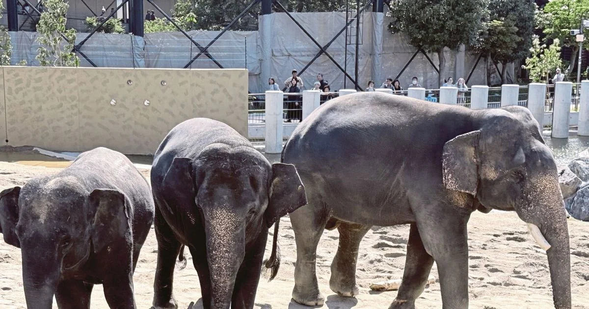 MACC Opens Inquiry Into Zoo Taiping Elephant Transfer to Osaka Facility