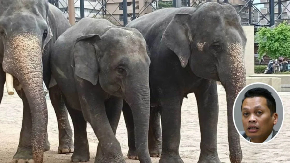 Nik Nazmi Denies Role in RM53 Million Elephant Transfer Case