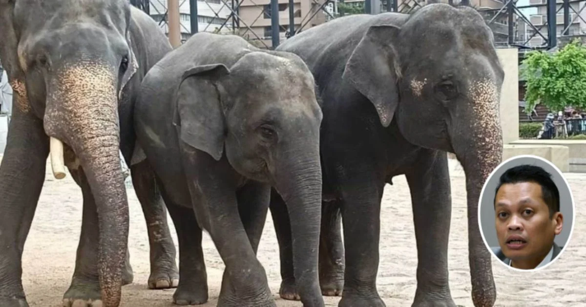 Nik Nazmi Denies Role in RM53 Million Elephant Transfer Case
