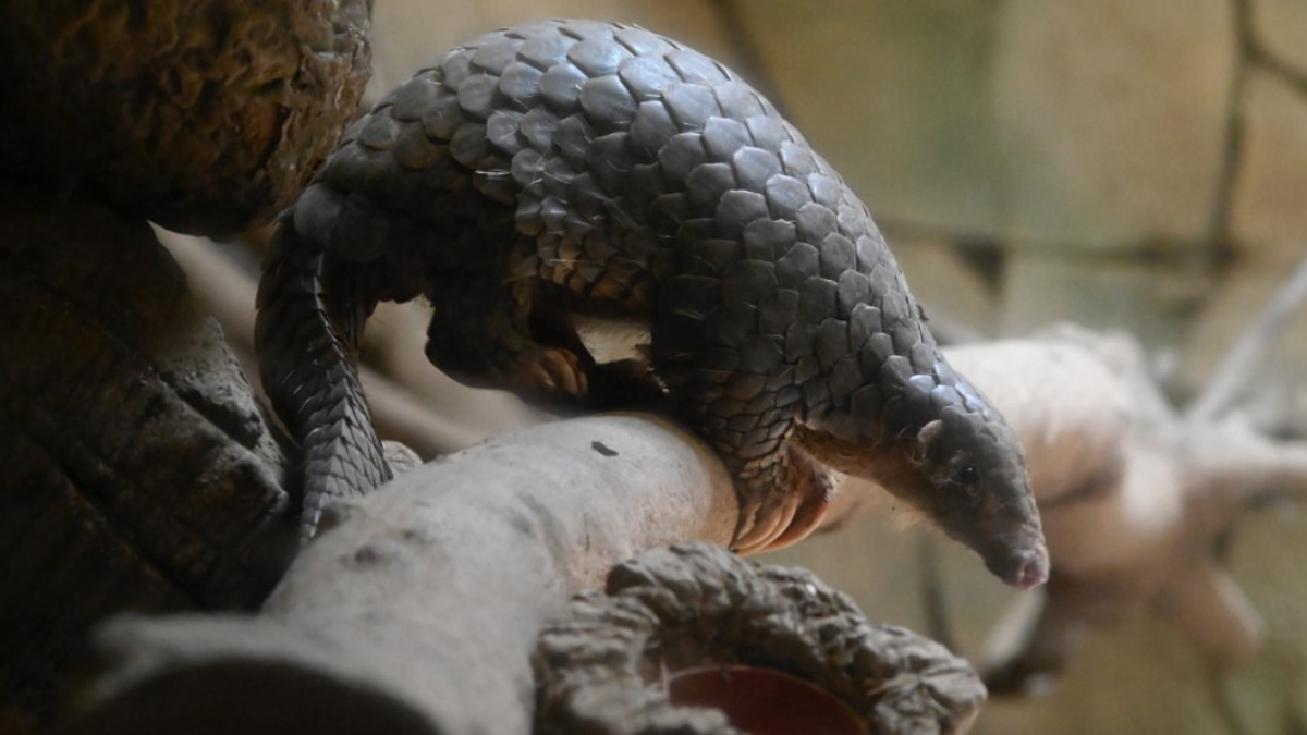 Indonesia Cracks Down on Pangolin Trafficking Ring in Coordinated Enforcement Push