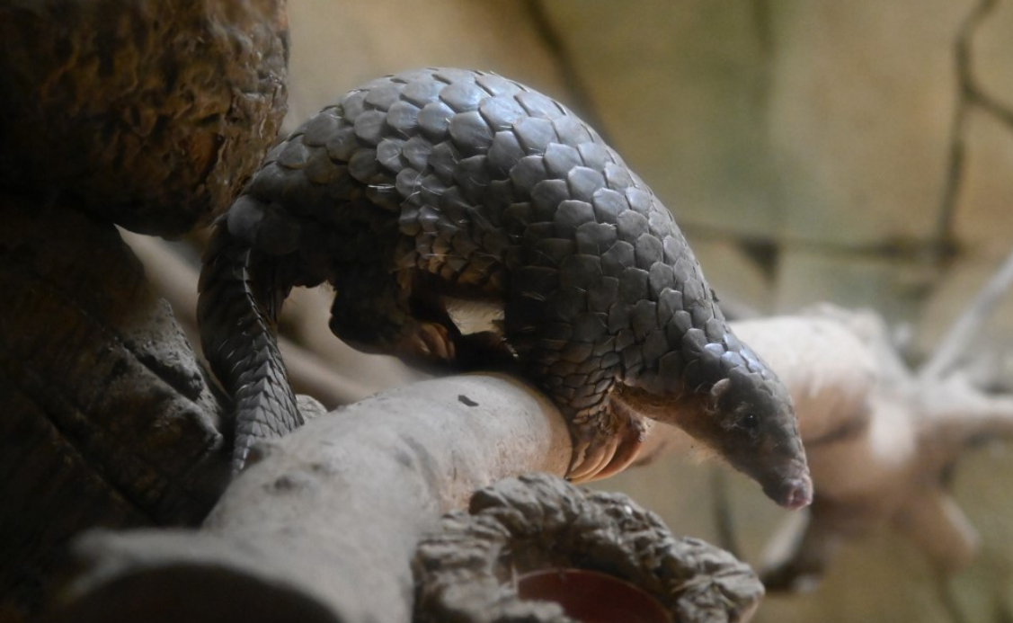 Indonesia Cracks Down on Pangolin Trafficking Ring in Coordinated Enforcement Push