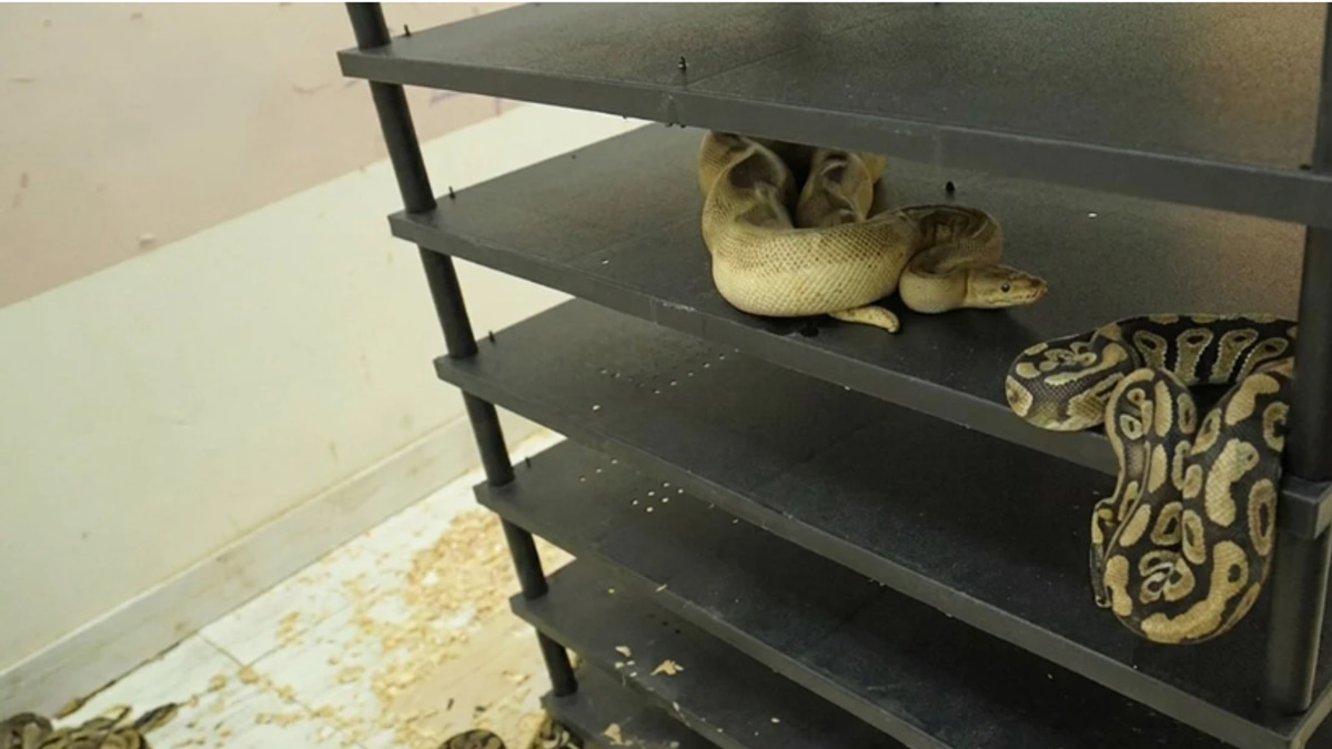 Chinese man jailed for running illegal python breeding operation with 300+ reptiles in home