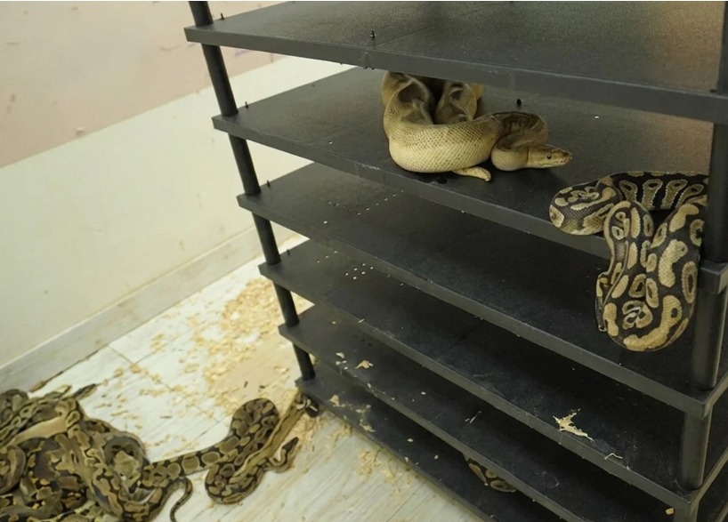 Chinese man jailed for running illegal python breeding operation with 300+ reptiles in home