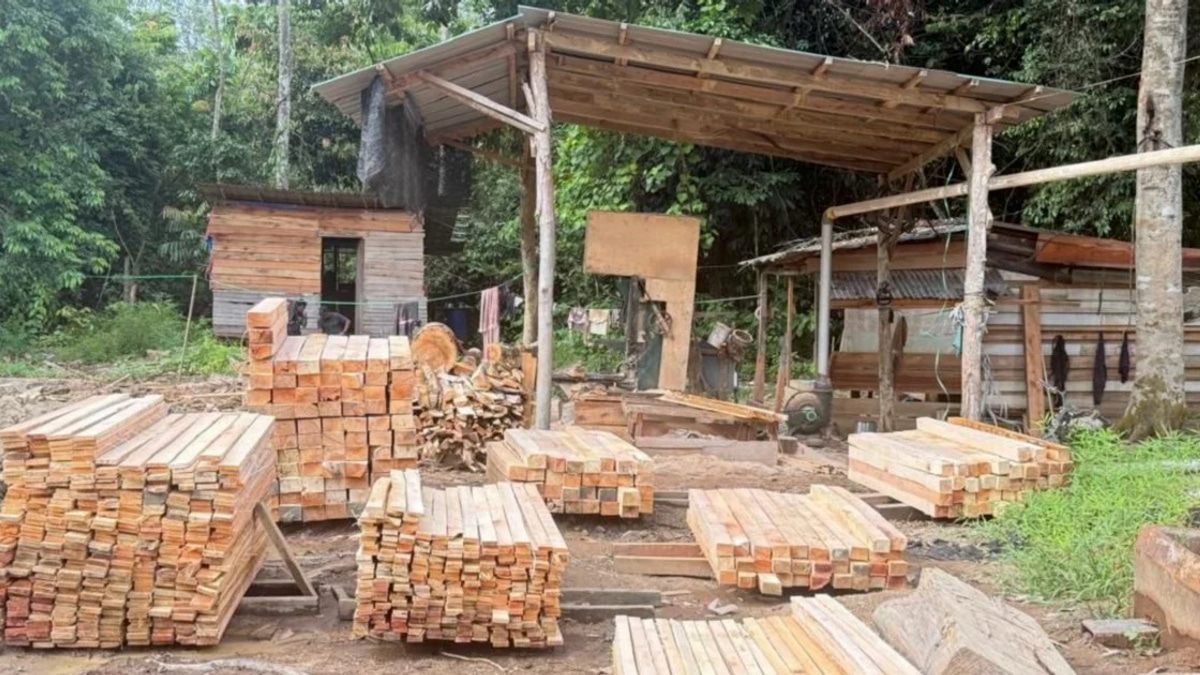 Five arrested as authorities crack down on illegal Gua Musang sawmill operation