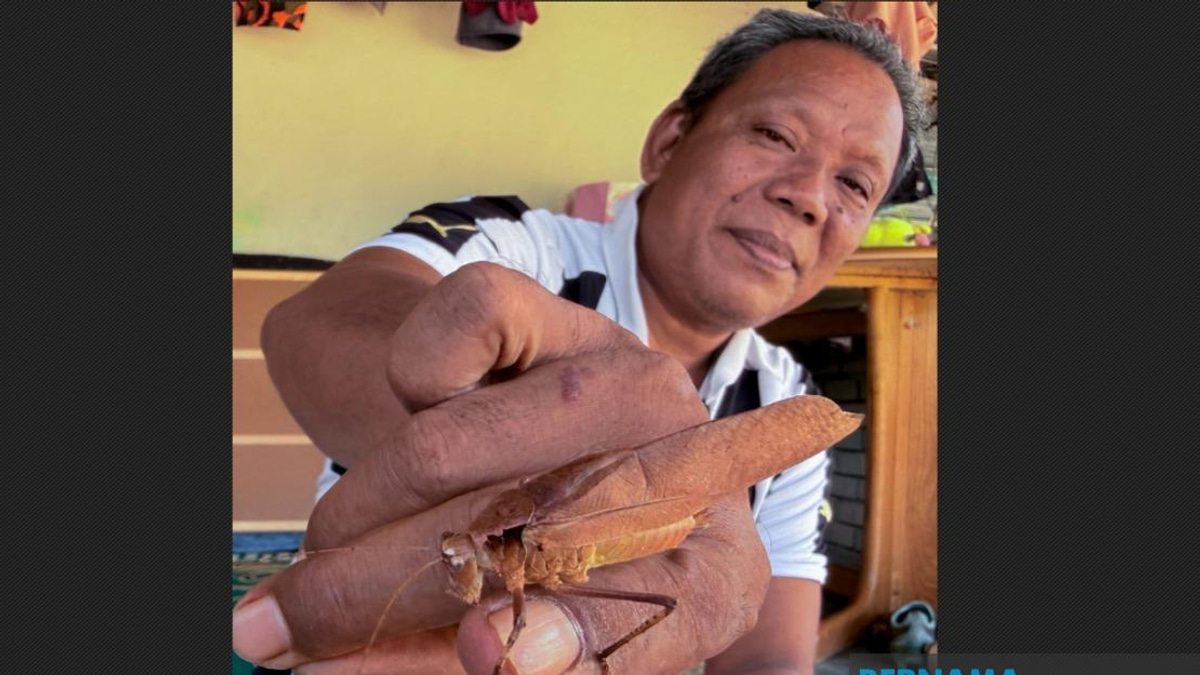 Kelantan Youth Rediscover Traditional Cricket Fighting as Digital Detox Gains Traction