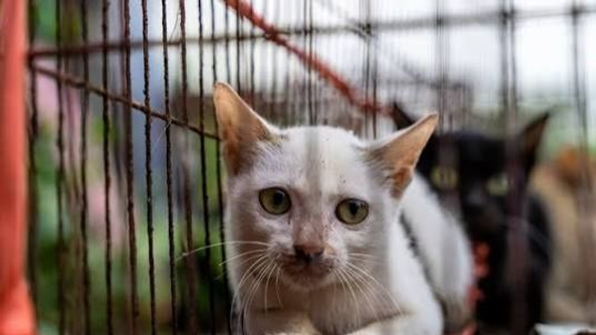 Over 40 stolen cats returned to owners as Vietnam police dismantle trafficking ring