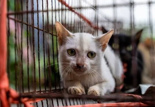 Over 40 stolen cats returned to owners as Vietnam police dismantle trafficking ring