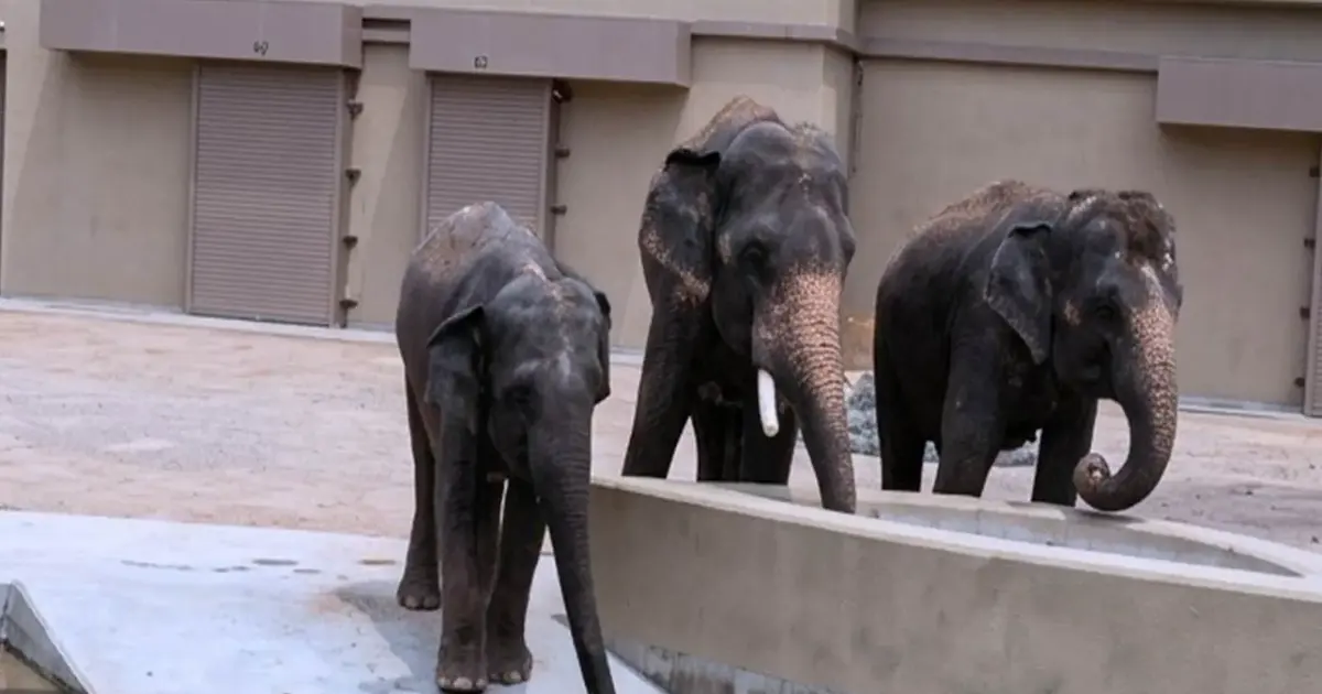 NGO Alleges RM50 Million Diverted in Elephant Transfer Deal to Japan