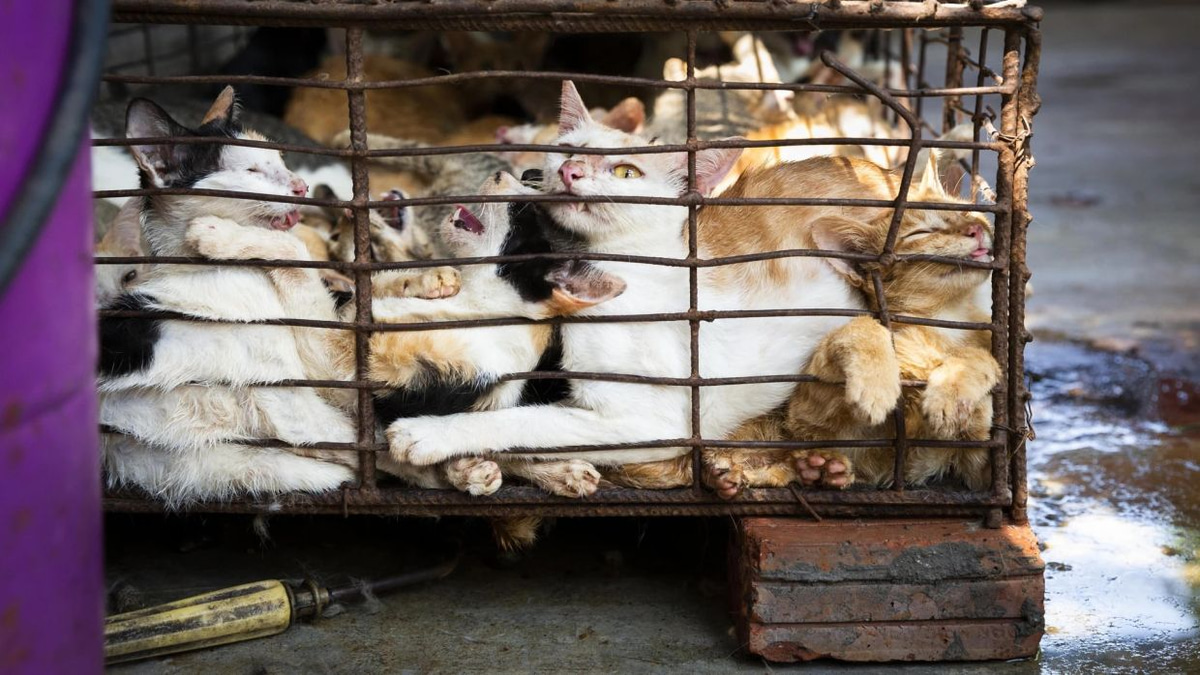 Superstition and Tradition Drive Brutal Cat Meat Trade Across Indochina