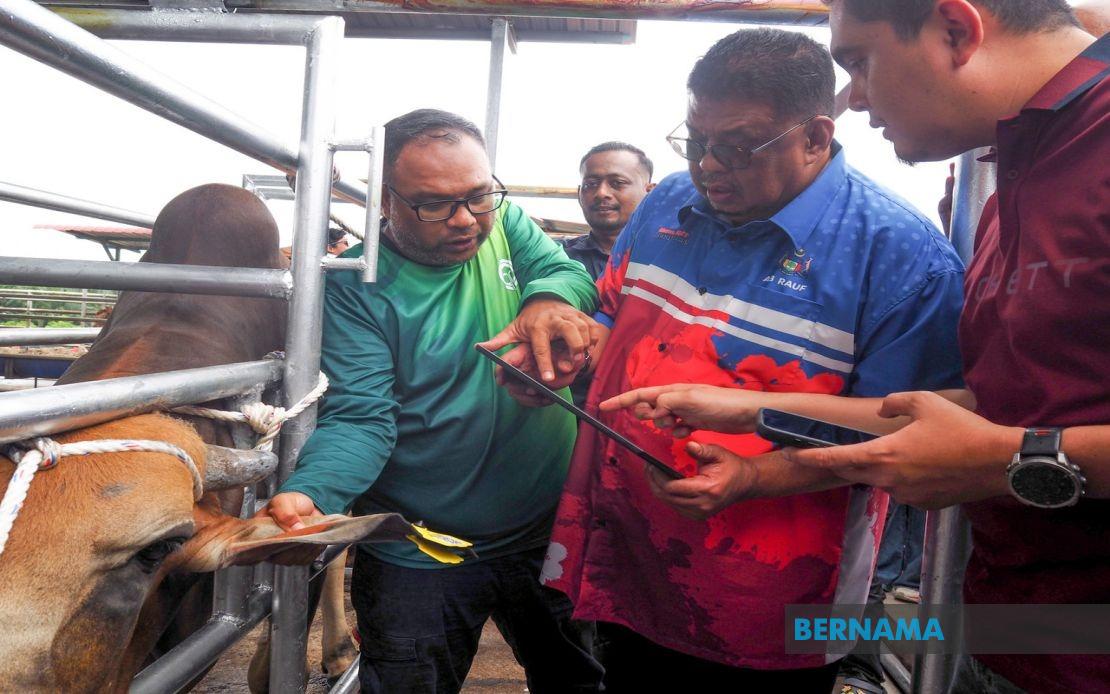 Melaka Deploys QR Tag System to Track Livestock and Reduce Road Safety Hazards