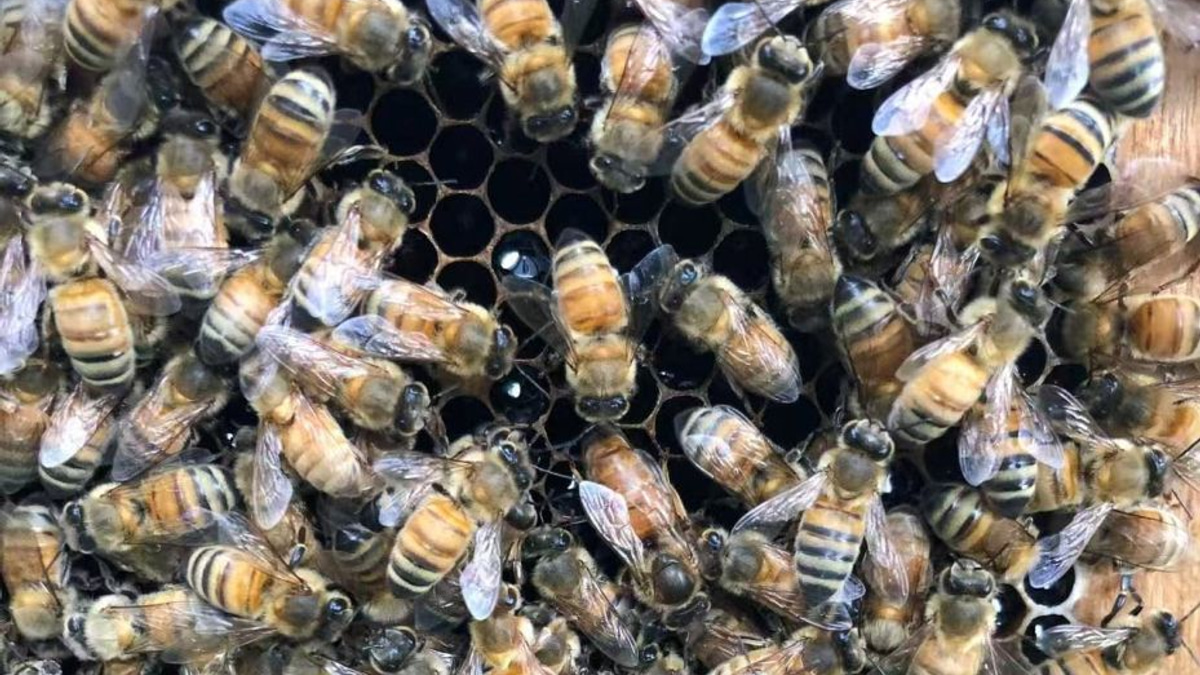 Beyond Royal Jelly: How Honeybee Architecture Shapes a Queen
