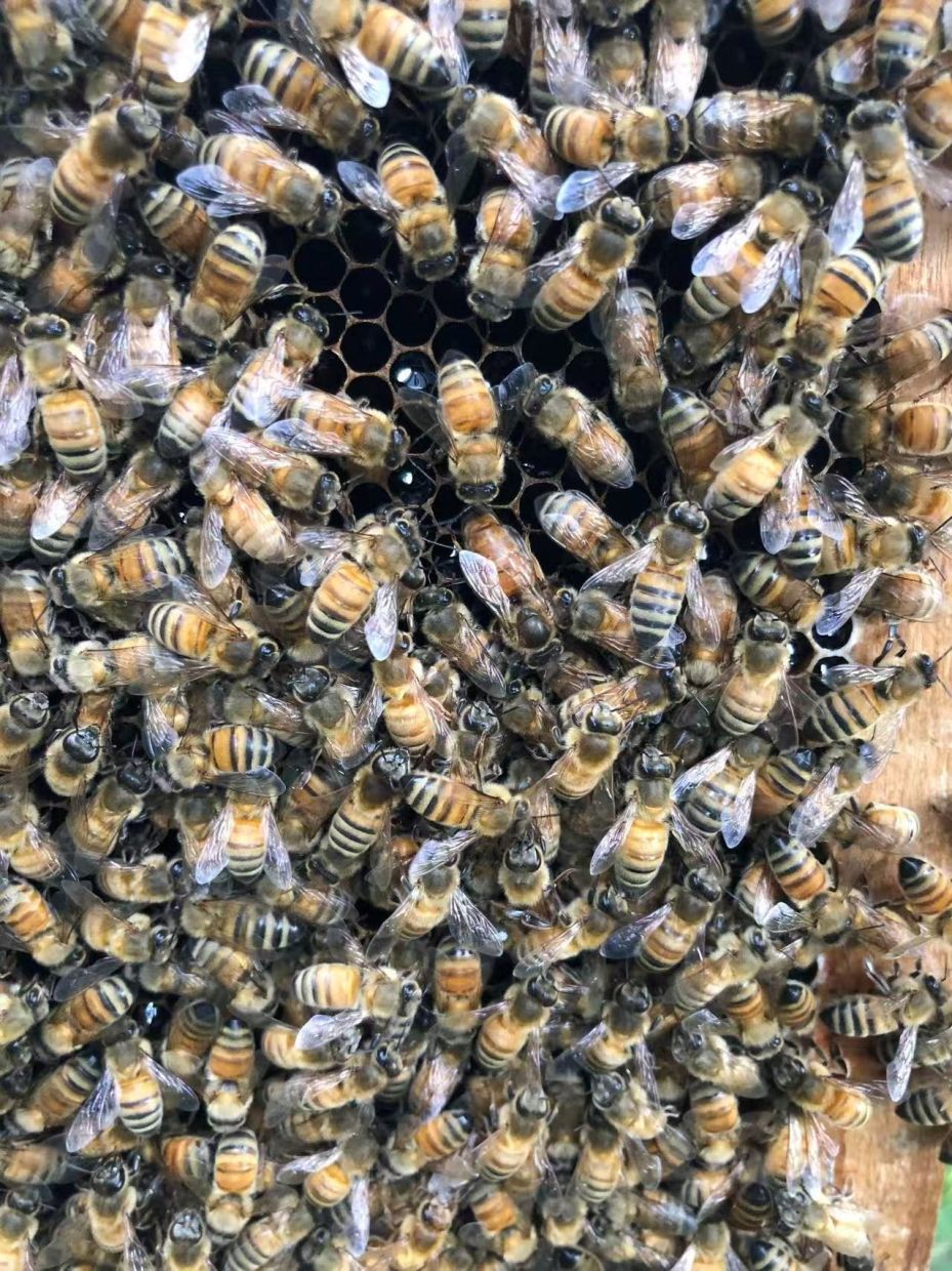 Beyond Royal Jelly: How Honeybee Architecture Shapes a Queen