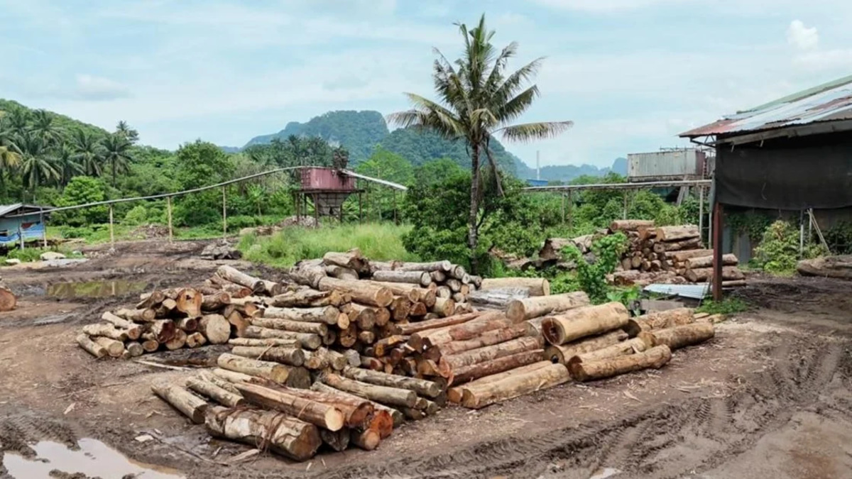 Eleven arrested as enforcement agencies uncover RM2.43 million illegal timber haul across Kelantan and Terengganu