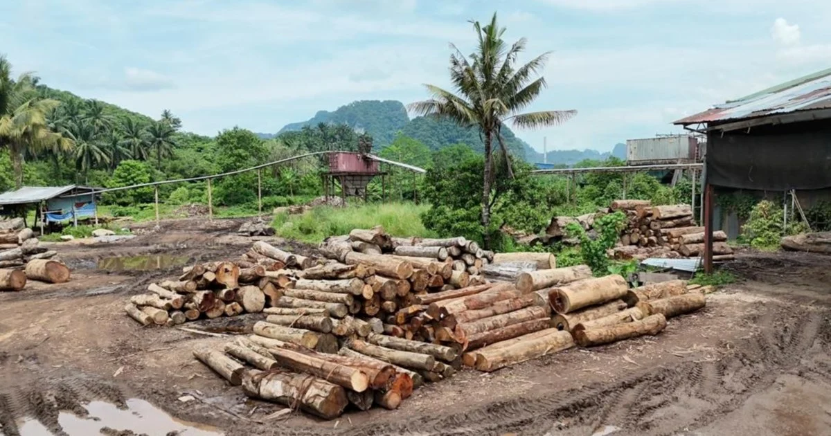 Eleven arrested as enforcement agencies uncover RM2.43 million illegal timber haul across Kelantan and Terengganu